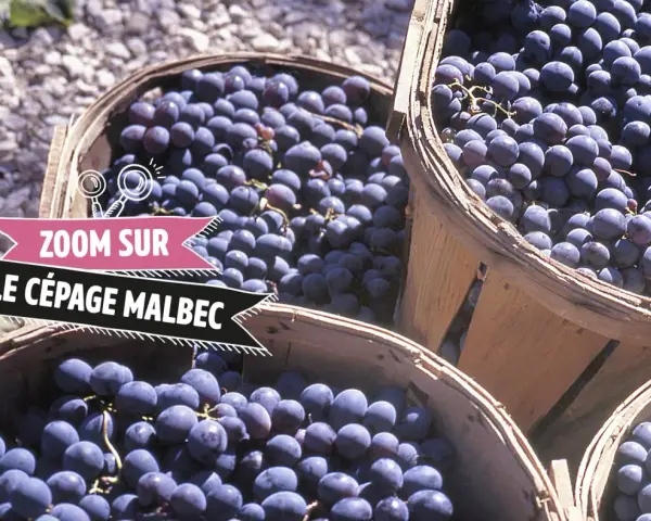Des paniers remplis de raisins Malbec, prêts à devenir un vin rouge savoureux.