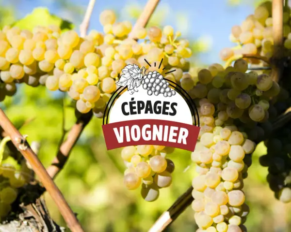 Grappes de raisin blanc mûres sur pied, avec un logo "CÉPAGES VIOGNIER" superposé. Le vin viognier est prometteur.