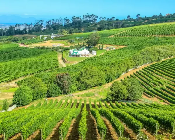 Vastes vignobles verdoyants s'étendant sur des collines ondulantes, avec une maison blanche au toit vert au centre. Un paysage idyllique pour la production de vins d'Afrique du Sud.