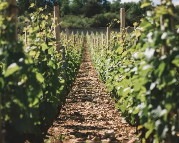 Rangées de vignes luxuriantes dans un vignoble ensoleillé.