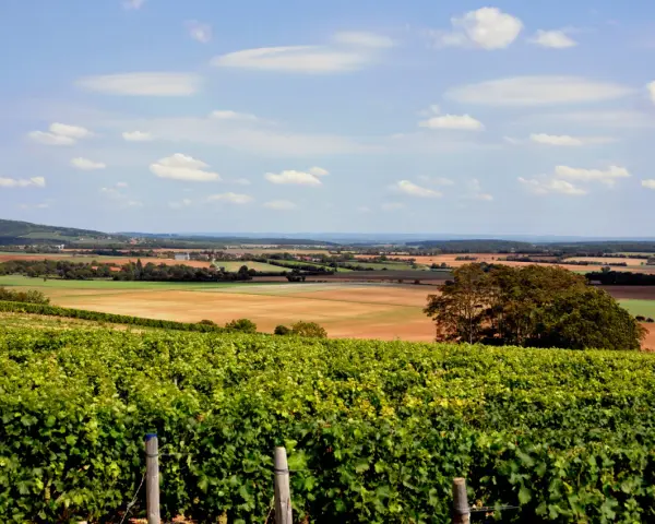 Paysage vallonné avec des vignes luxuriantes au premier plan, promettant un excellent reuilly vin. Champs et collines à l'horizon.