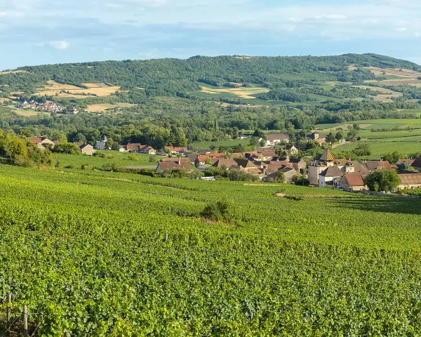 Paysage de vignoble verdoyant menant à un village pittoresque, évoquant la quiétude d'une journée chez Jean-Marc Vincent.