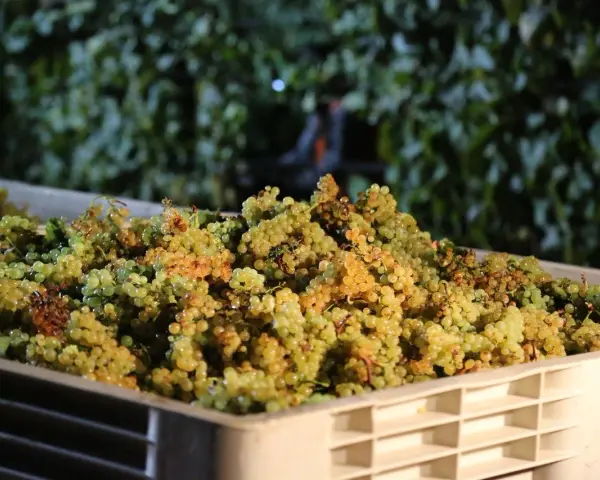 Grappes de raisins blancs dans une caisse, prêtes pour la vinification.