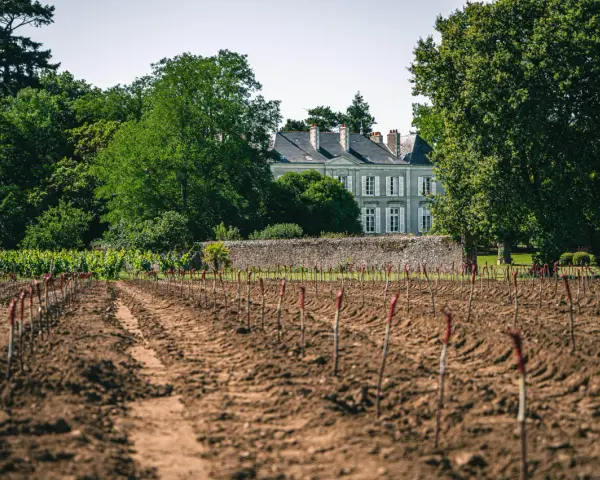 Vignoble de Jo Landron, avec un domaine en arrière-plan. Les jeunes plants de vigne sont alignés dans la terre fraîchement labourée.
