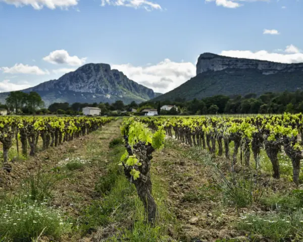 Vignes en plein essor sous le pic Saint-Loup, promesse d'un vin de qualité.