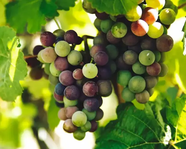 Grappes de raisins mûrs, vertes et rouges, sur une vigne. L'image évoque la différence entre le vin naturel et la biodynamie, où le raisin est roi.