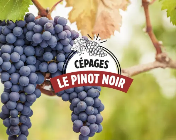 Grappes de Pinot Noir, le cépage emblématique de Romanée-Conti, mûrissant sous le soleil.