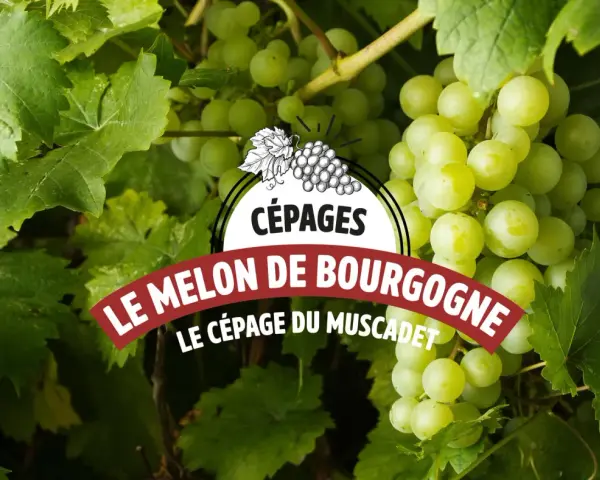 Grappes de raisin blanc mûrissant sous le soleil, annonçant le cépage Melon de Bourgogne, base du vin Muscadet.