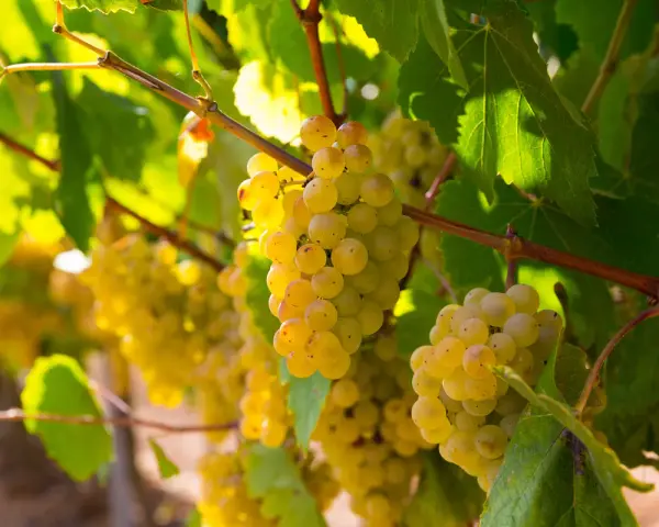 Grappes de pinot blanc mûres et dorées, baignées de soleil, prêtes à être récoltées pour un vin frais et fruité.