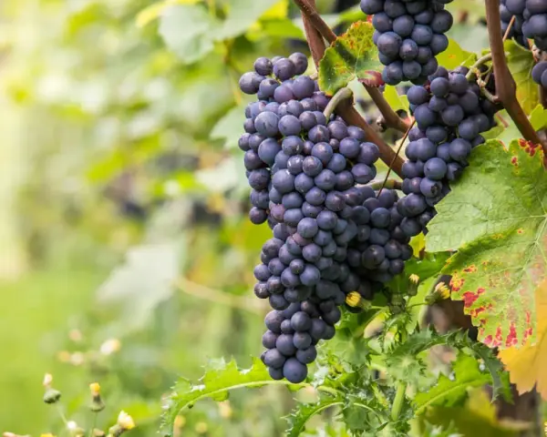 Grappes de cépage Pinot Noir mûres, prêtes à être récoltées pour un vin rouge élégant.