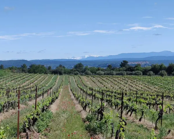 Vignes luxuriantes sous un ciel bleu, s'étendant à perte de vue sur le domaine du Deffends. Au loin, des montagnes enneigées couronnent le paysage.