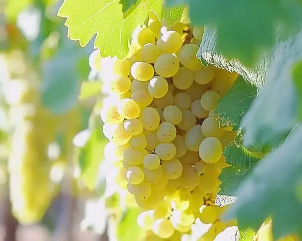 Grappes de raisin blanc mûres, prêtes à devenir un vin chenin.