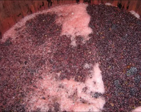 Cuve de vinification avec marc de raisin et mousse rose, signe de la levure indigène vin en pleine fermentation.