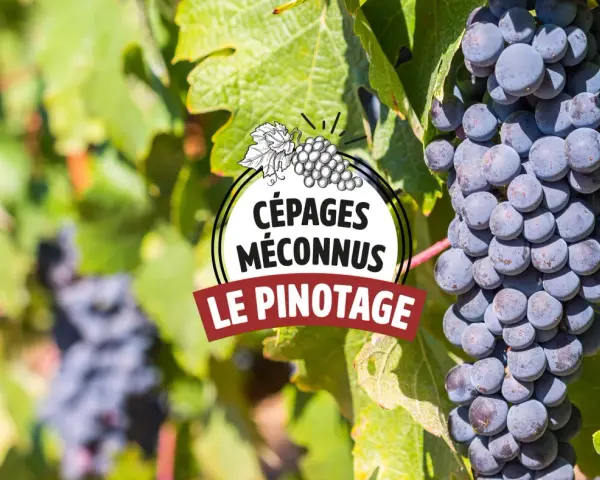 Grappes de pinotage, cépage emblématique d'Afrique du Sud, mûrissant au soleil.