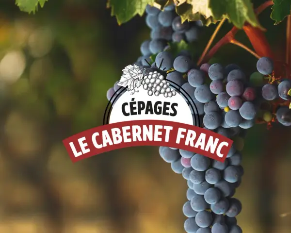 Grappes de vin cabernet franc mûres sur la vigne, avec un logo "Cépages Le Cabernet Franc".