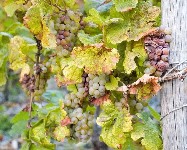 Grappes de raisins blancs et rosés, certains légèrement flétris, sur une vigne. Ces raisins sont prêts à devenir un vin grain noble.