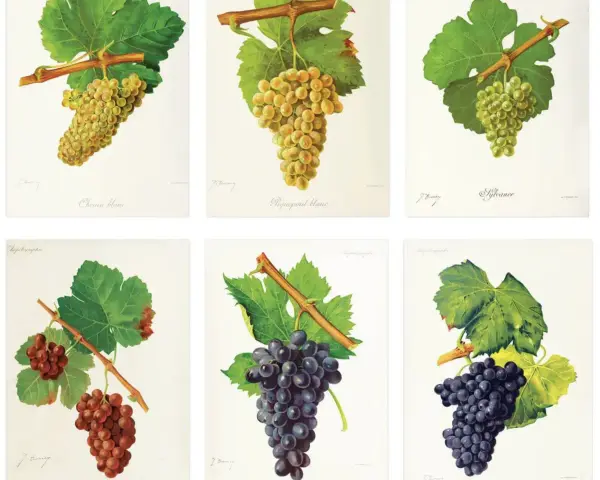 Six illustrations de grappes de raisins, dont le cépage Bourgogne, sur fond blanc.