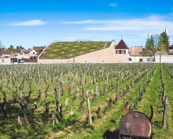 Vignes de Nuits-Saint-Georges sous un ciel bleu. Au fond, un bâtiment moderne avec un toit végétalisé, possiblement le meilleur domaine nuit saint-georges.
