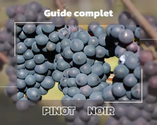 Gros plan sur des grappes de raisin d'un beau pinot noir couleur, évoquant un guide complet sur ce cépage.