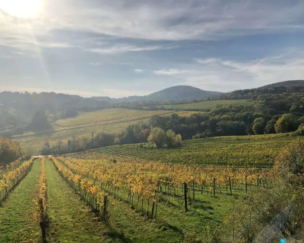 Paysage vallonné de vignobles en automne, avec des rangées de vignes aux feuilles dorées. Le soleil brille à travers les nuages, illuminant le domaine de Bonneau du Martray.