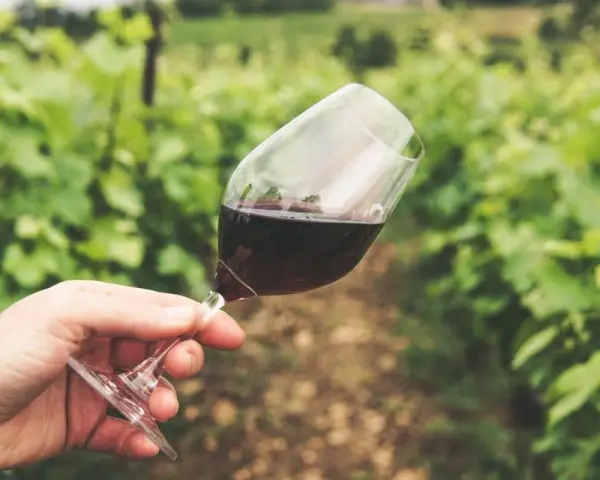 Main tenue un verre de vin rouge, peut-être un célèbre nom de vin rouge, dans un vignoble verdoyant.
