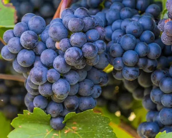Grappes de raisins noirs mûrs, prêtes à être transformées en un délicieux pineau d'Aunis.