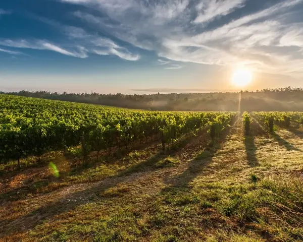 Vignes baignées par le soleil levant, un paysage bucolique où pousse un cépage interdit en France, créant une atmosphère de mystère.