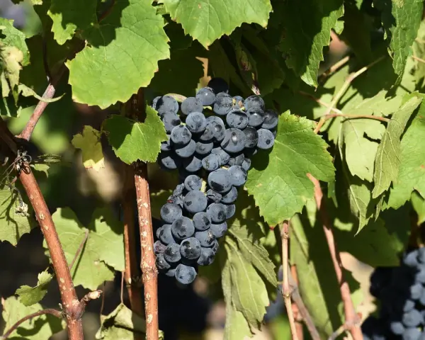 Grappes de gamay saint romain mûrissant sous le soleil, prêtes à être récoltées pour un vin de qualité.