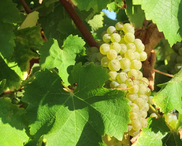 Grappe de raisins blancs mûrs, cachée par de larges feuilles vertes. Un cépage loin de l'œil, promettant une récolte savoureuse.