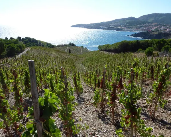 Vignes en terrasse sur le domaine de la rectorie, avec la mer bleue scintillante et un village côtier en arrière-plan.