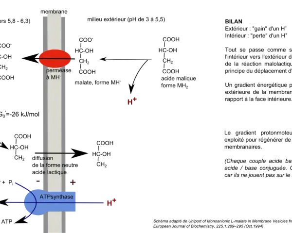 Schéma illustrant la fermentation malolactique, où le malate est converti en lactate par une perméase, générant un gradient de protons utilisé par l'ATP synthase.