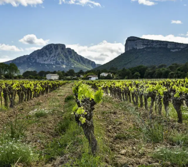 Vignes en plein essor sous le pic Saint-Loup, promesse d'un vin de qualité.