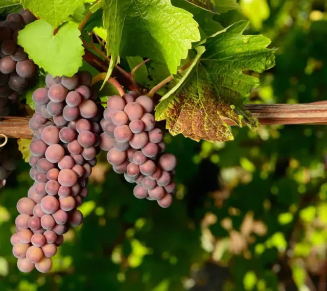 Grappes de pinot gris rosées mûrissant sur la vigne, sous des feuilles vertes.