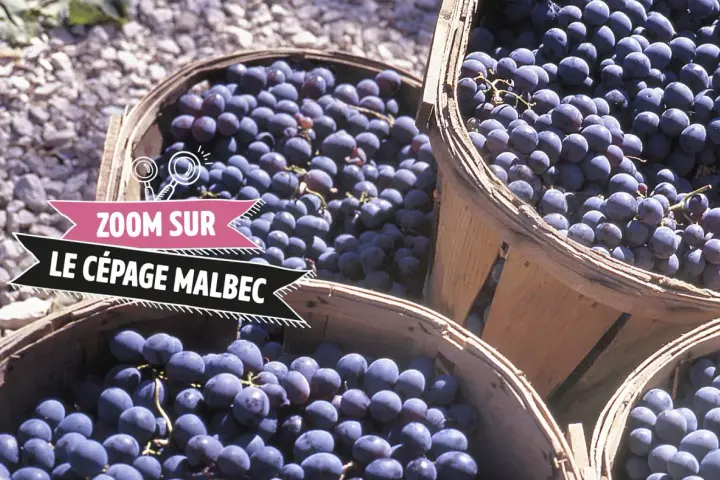 Des paniers remplis de raisins Malbec, prêts à devenir un vin rouge savoureux.