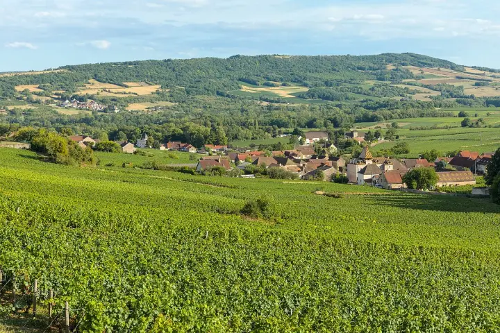 Paysage de vignoble verdoyant menant à un village pittoresque, évoquant la quiétude d'une journée chez Jean-Marc Vincent.