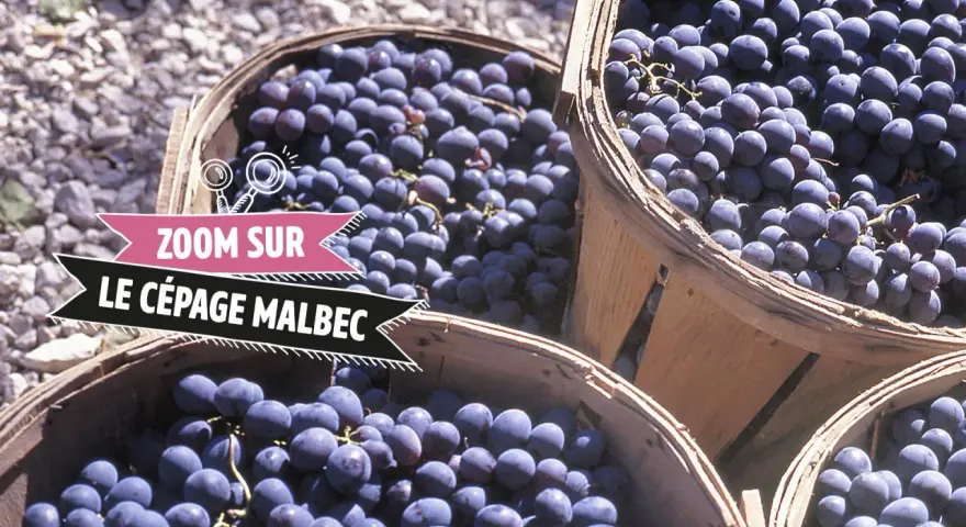 Des paniers remplis de raisins Malbec, prêts à devenir un vin rouge savoureux.