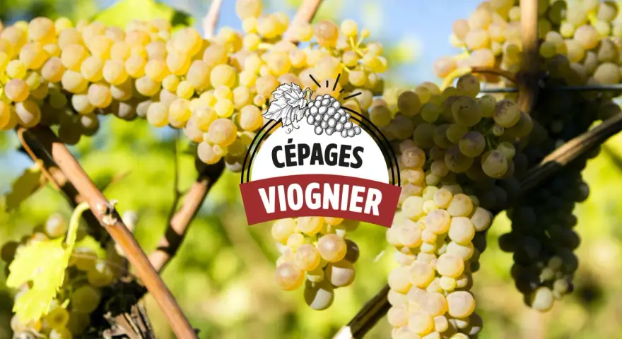 Grappes de raisin blanc mûres sur pied, avec un logo "CÉPAGES VIOGNIER" superposé. Le vin viognier est prometteur.