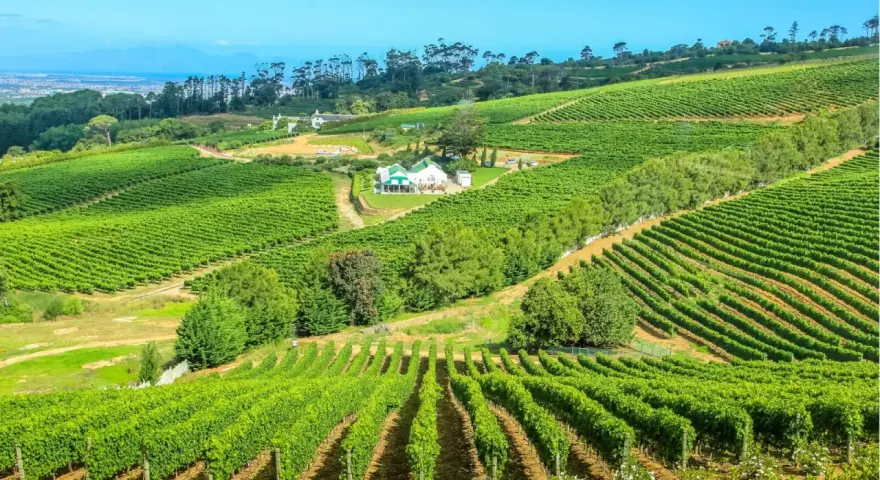 Vastes vignobles verdoyants s'étendant sur des collines ondulantes, avec une maison blanche au toit vert au centre. Un paysage idyllique pour la production de vins d'Afrique du Sud.