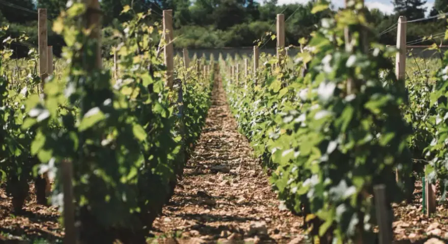 Rangées de vignes luxuriantes dans un vignoble ensoleillé.