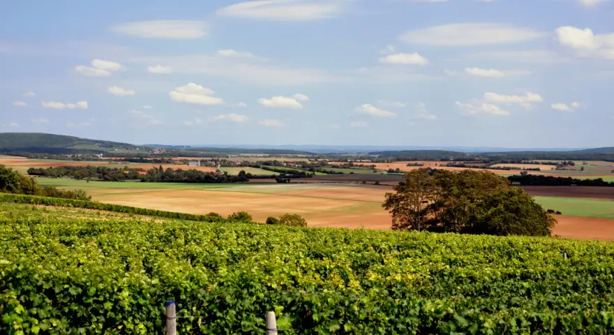 Paysage vallonné avec des vignes luxuriantes au premier plan, promettant un excellent reuilly vin. Champs et collines à l'horizon.