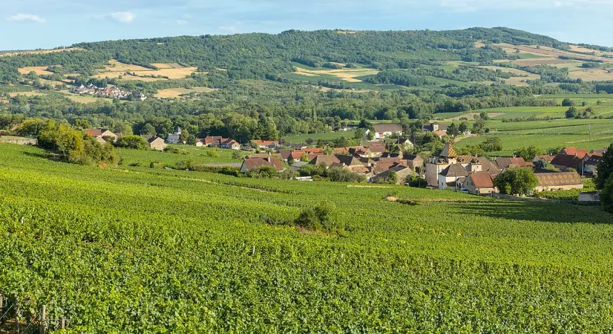 Paysage de vignoble verdoyant menant à un village pittoresque, évoquant la quiétude d'une journée chez Jean-Marc Vincent.