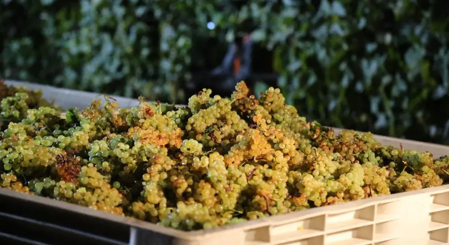 Grappes de raisins blancs dans une caisse, prêtes pour la vinification.