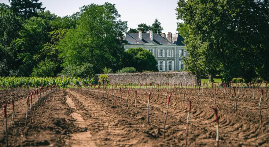 Vignoble de Jo Landron, avec un domaine en arrière-plan. Les jeunes plants de vigne sont alignés dans la terre fraîchement labourée.