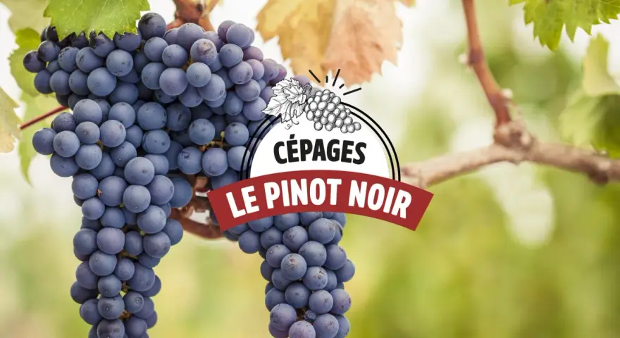 Grappes de Pinot Noir, le cépage emblématique de Romanée-Conti, mûrissant sous le soleil.