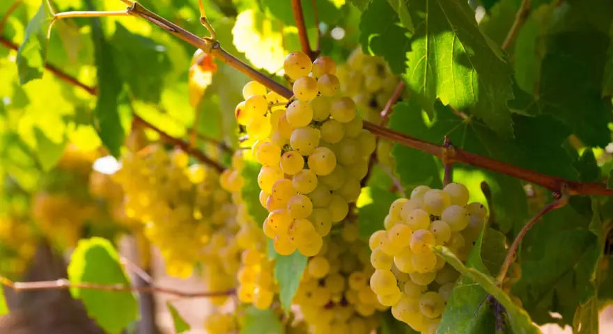 Grappes de grenache blanc mûres et dorées, baignées de soleil, prêtes à être récoltées pour un vin blanc fruité.