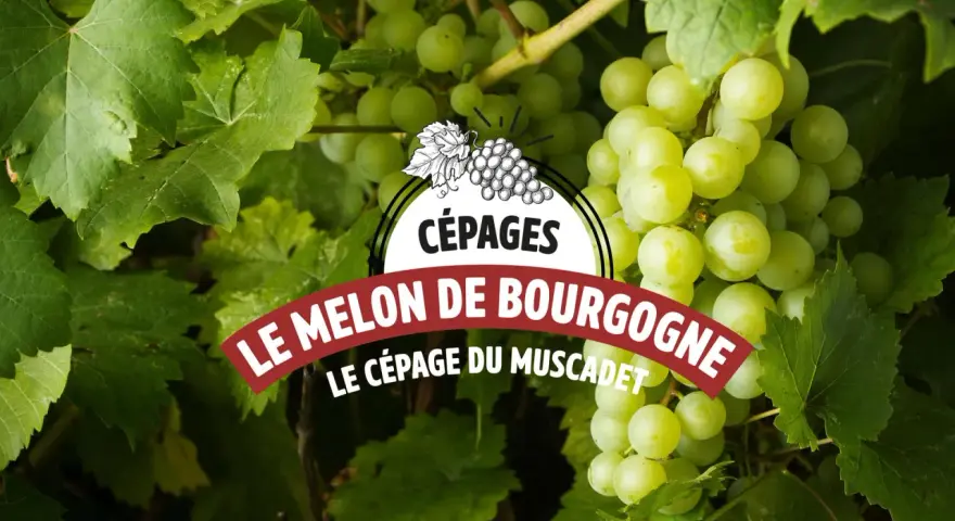 Grappes de raisin blanc mûrissant sous le soleil, annonçant le cépage Melon de Bourgogne, base du vin Muscadet.