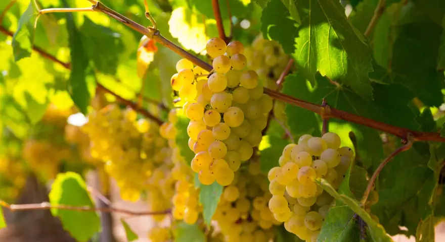 Grappes de pinot blanc mûres et dorées, baignées de soleil, prêtes à être récoltées pour un vin frais et fruité.