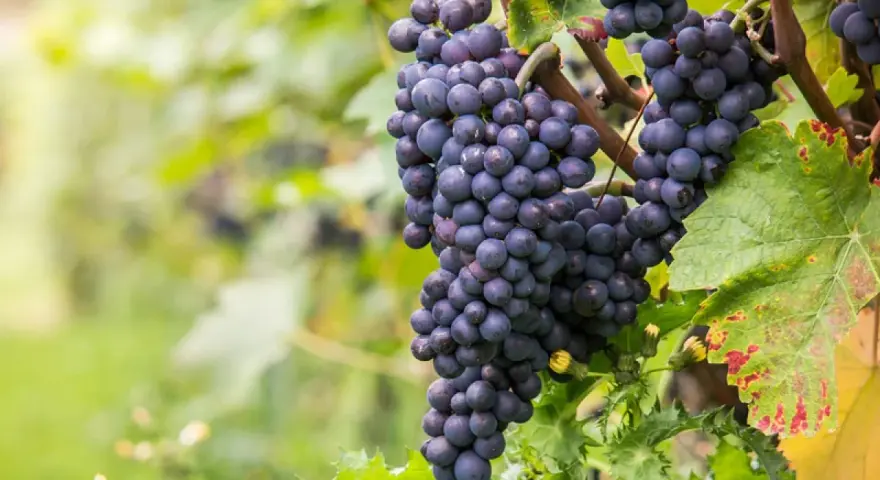 Grappes de cépage Pinot Noir mûres, prêtes à être récoltées pour un vin rouge élégant.