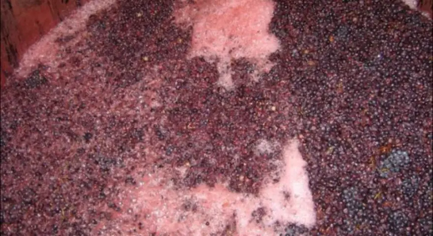 Cuve de vinification avec marc de raisin et mousse rose, signe de la levure indigène vin en pleine fermentation.