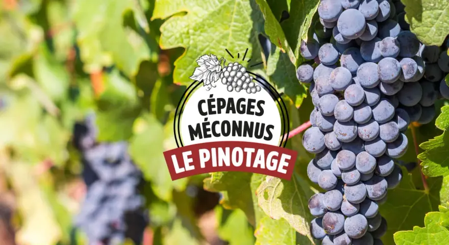 Grappes de pinotage, cépage emblématique d'Afrique du Sud, mûrissant au soleil.